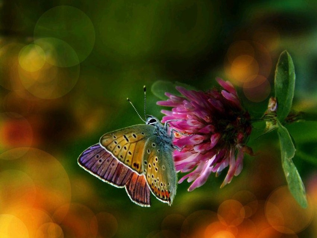 Beautiful Colorful Butterflies - Butterflies Wallpaper (40571116) - Fanpop