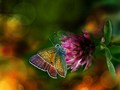 butterflies - Beautiful Colorful Butterflies wallpaper