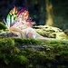 Beautiful Fairy - fairies icon