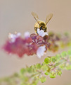 Bee - animals photo