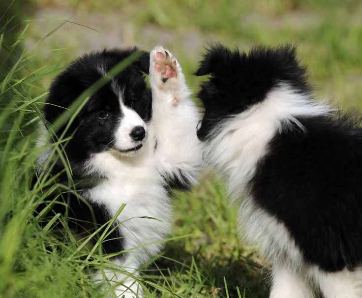 border collie puppies playing