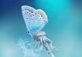 Butterfly - animals photo