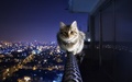 cats - Cat Enjoying The View wallpaper