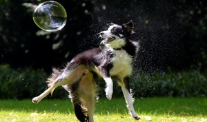  Dog With Bubbles