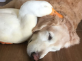 Dog and Duck - dogs photo