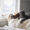 Dogs and Cat - dogs photo
