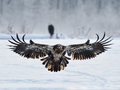 Eagle - animals photo