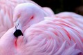 Flamingo - animals photo