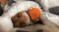 Hamster - random photo
