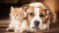 cats - Kitten and Dog wallpaper
