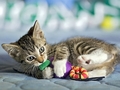cats - Kitten wallpaper