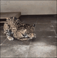 Leopard - random photo