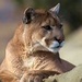 Mountain Lion - national-geographic icon