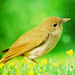 Nightingales  - animals icon