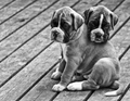 Puppies - dogs photo