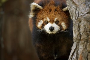  Red Panda