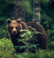Bear - animals photo
