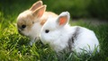 bunny-rabbits - Bunnies wallpaper