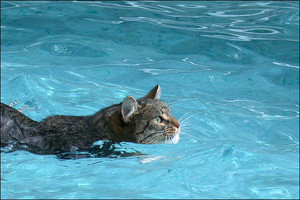  Cat Swimming In The Pool