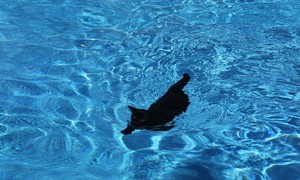  Cat Swimming In The Pool