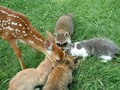 Cats. Raccoon and Fawn - animals photo