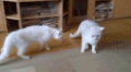 Cats and Dog - random photo