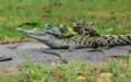 Crocodile and Frogs - animals photo