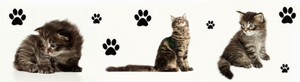  Cute Kucing Banner