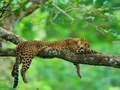 Jaguar - animals photo