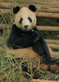 Panda - animals photo