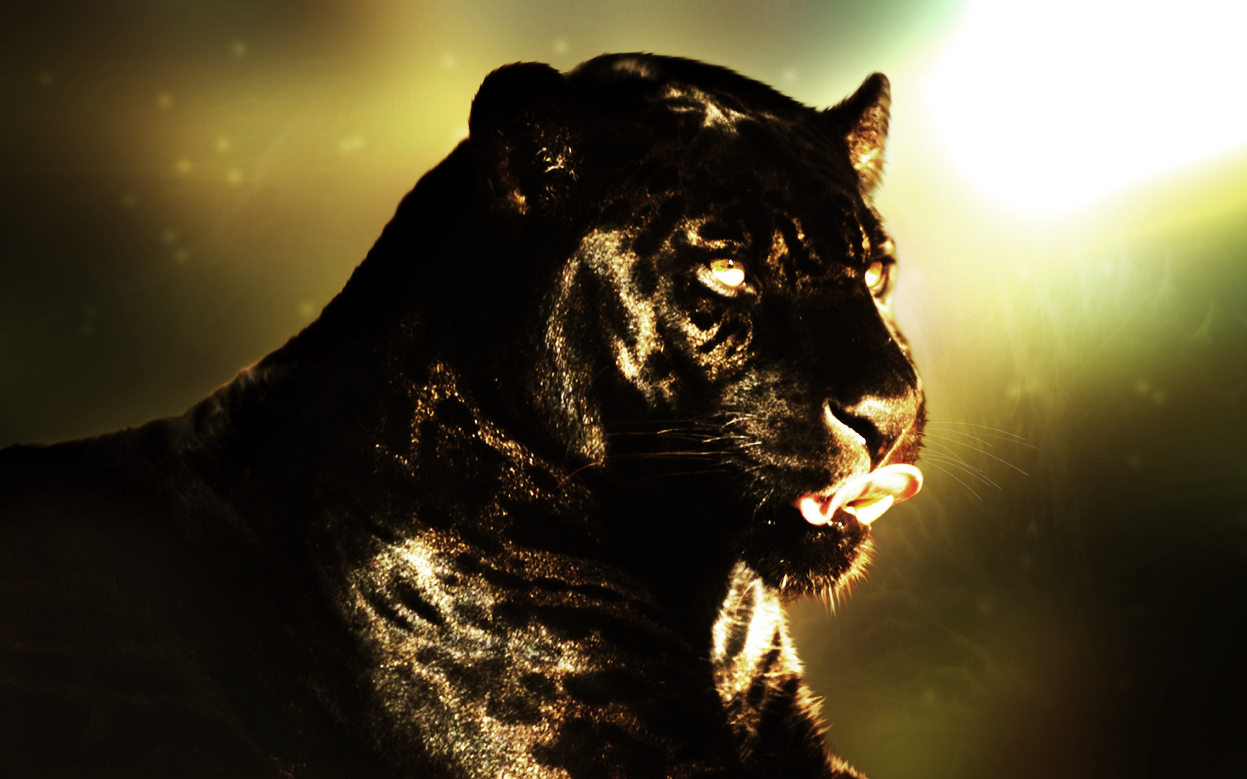 Panther - Big Cats Wallpaper (40692180) - Fanpop