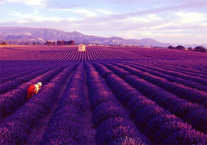  Provence