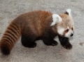 Red panda - red-pandas photo