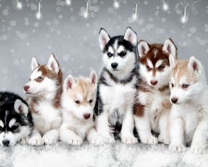  Siberian Husky Pups