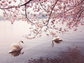 Swans - animals photo