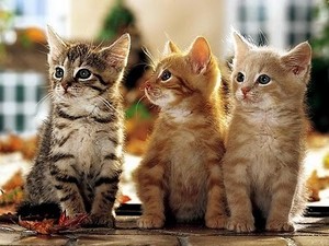  Sweet Kitties