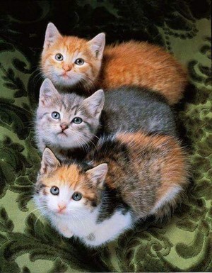  Three Cool Kitties