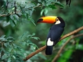 Toucan - animals photo