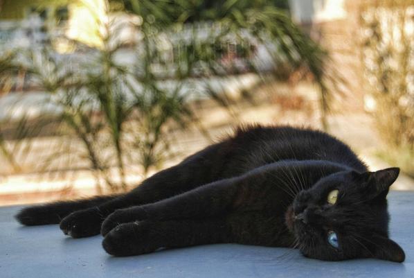 cat with different colored eyes - black cats Photo (40630384) - Fanpop
