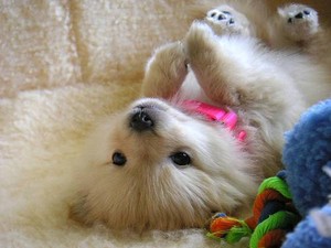  cute 小狗
