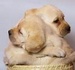 cute puppies - cute-puppies icon
