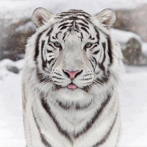  white 老虎
