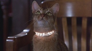  1978 Film, The Cat From Outer puwang