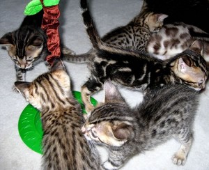 Beautiful Kittens