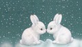 Bunnies - animals photo