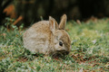 Bunny - animals photo