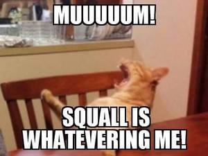  kucing MEOW MUM Squall