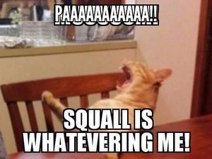  kucing MEOW PA Squall