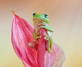 Frog - animals photo
