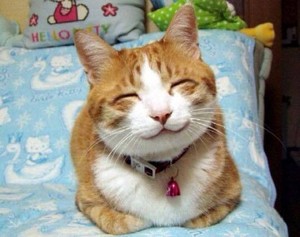  HAPPY SMILE 猫